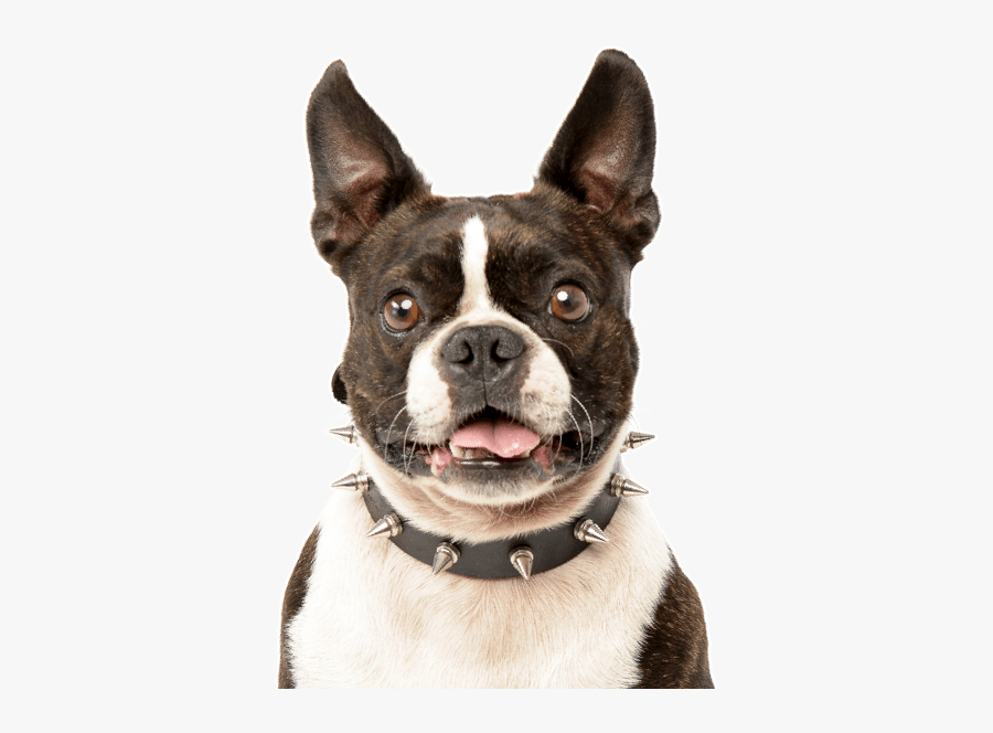Clip Art Boston Terrier Pug Mix - Dog Sale Png, Transparent Clipart