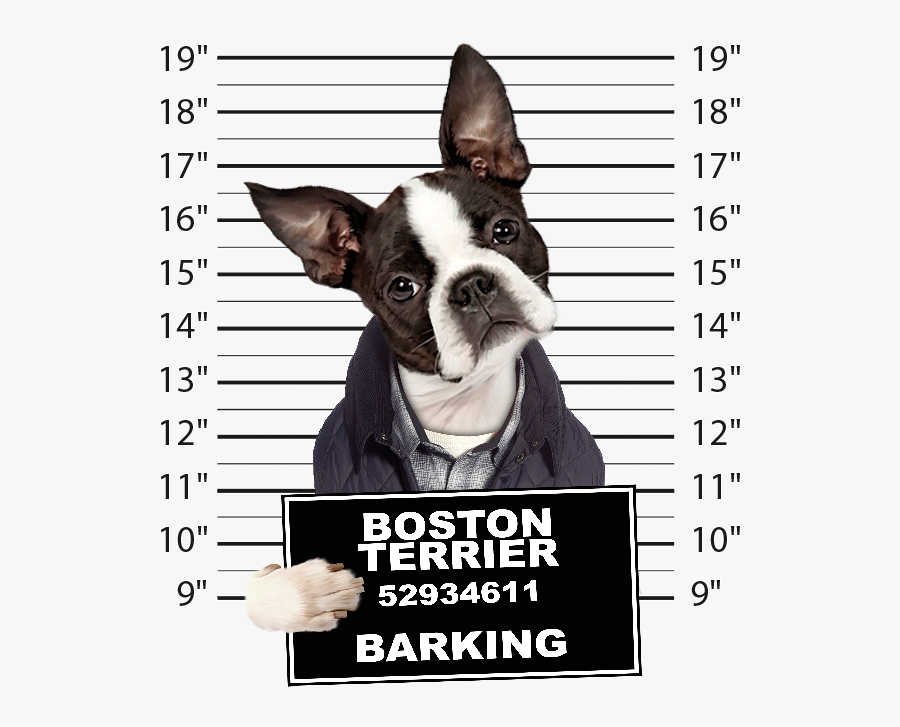 Boston Terrier Mugshot - Boston Terrier Mug Shot, Transparent Clipart