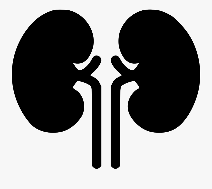 Kidney Organ Health Medical Health Renal Kidneys, Transparent Clipart