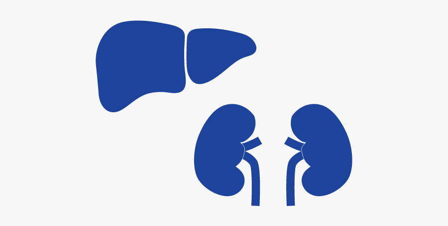 Liver And Kidney Png, Transparent Clipart