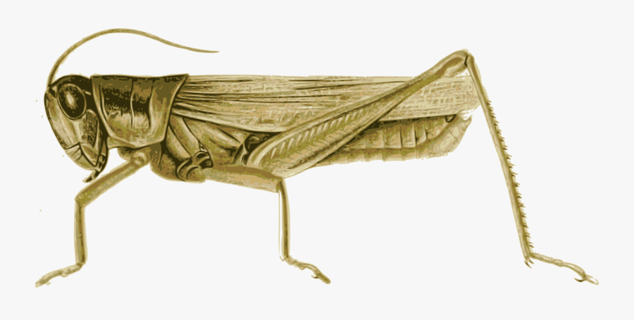 Locust Clipart, Transparent Clipart