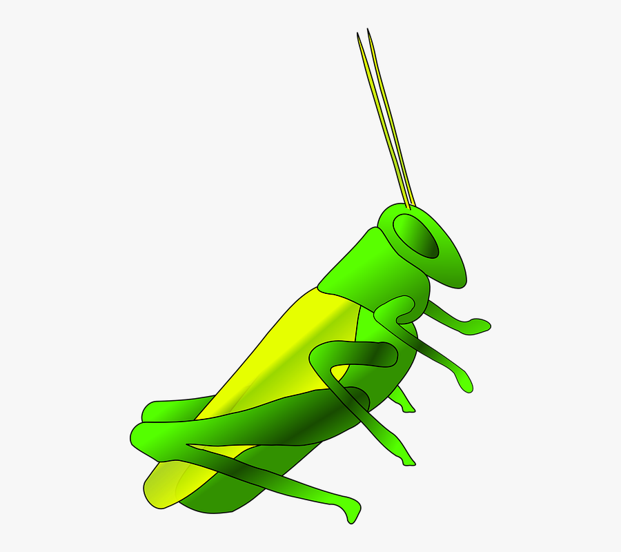 Insect Cricket Cartoon , Free Transparent Clipart - ClipartKey