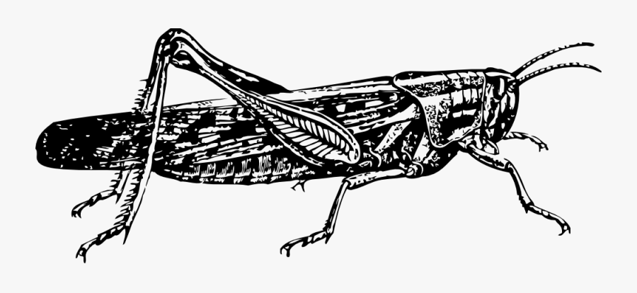 Grasshopper Clipart Serangga - Locust Clip Art, Transparent Clipart