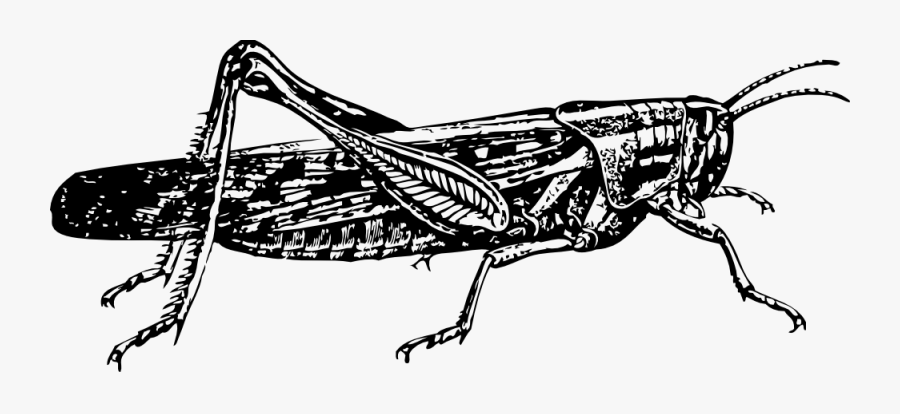 Grasshopper Clipart Serangga - Locust Clip Art , Free Transparent 