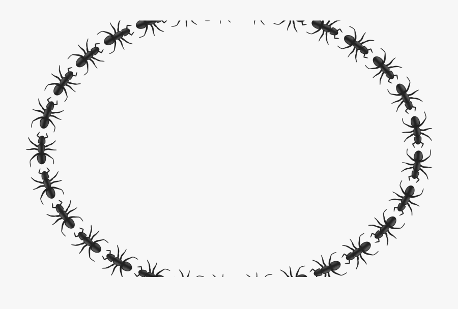 Transparent Ant Clipart - Transparent Png Gif Circle, Transparent Clipart