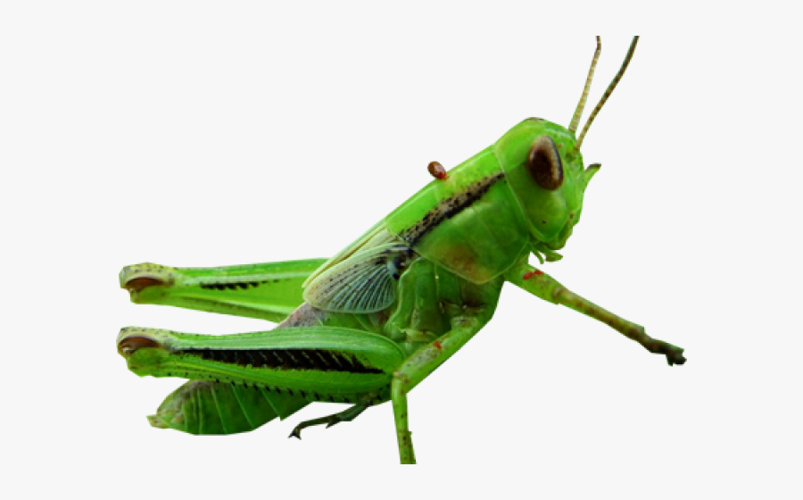 Grasshopper Clipart Transparent - Insect , Free Transparent Clipart ...