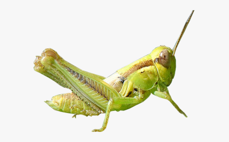 Grasshopper Clipart Transparent - Grasshopper Transparent Background, Transparent Clipart