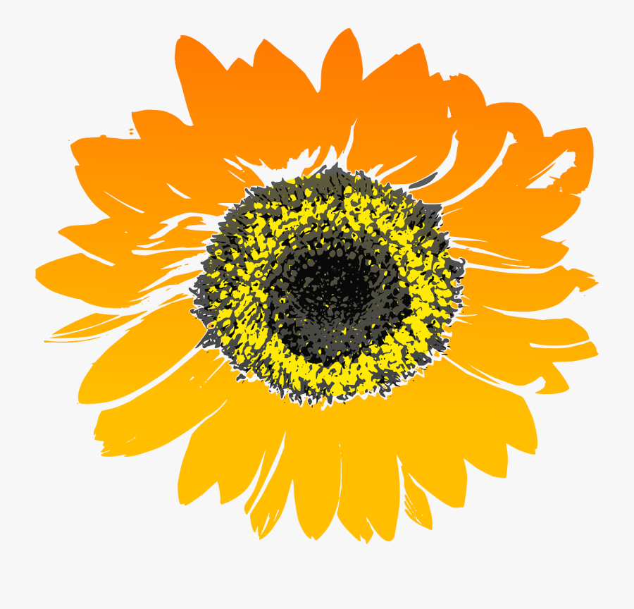 Sunflower - Sunflower Drawing No Background, Transparent Clipart