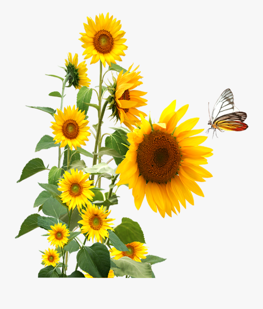 Free Free 303 Clip Art Free Butterfly Sunflower Butterfly Svg SVG PNG EPS DXF File