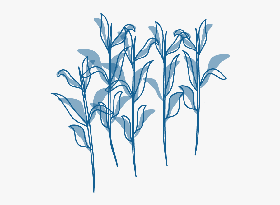 An Illustration Of A Crop Of Wheat - Illustration, Transparent Clipart