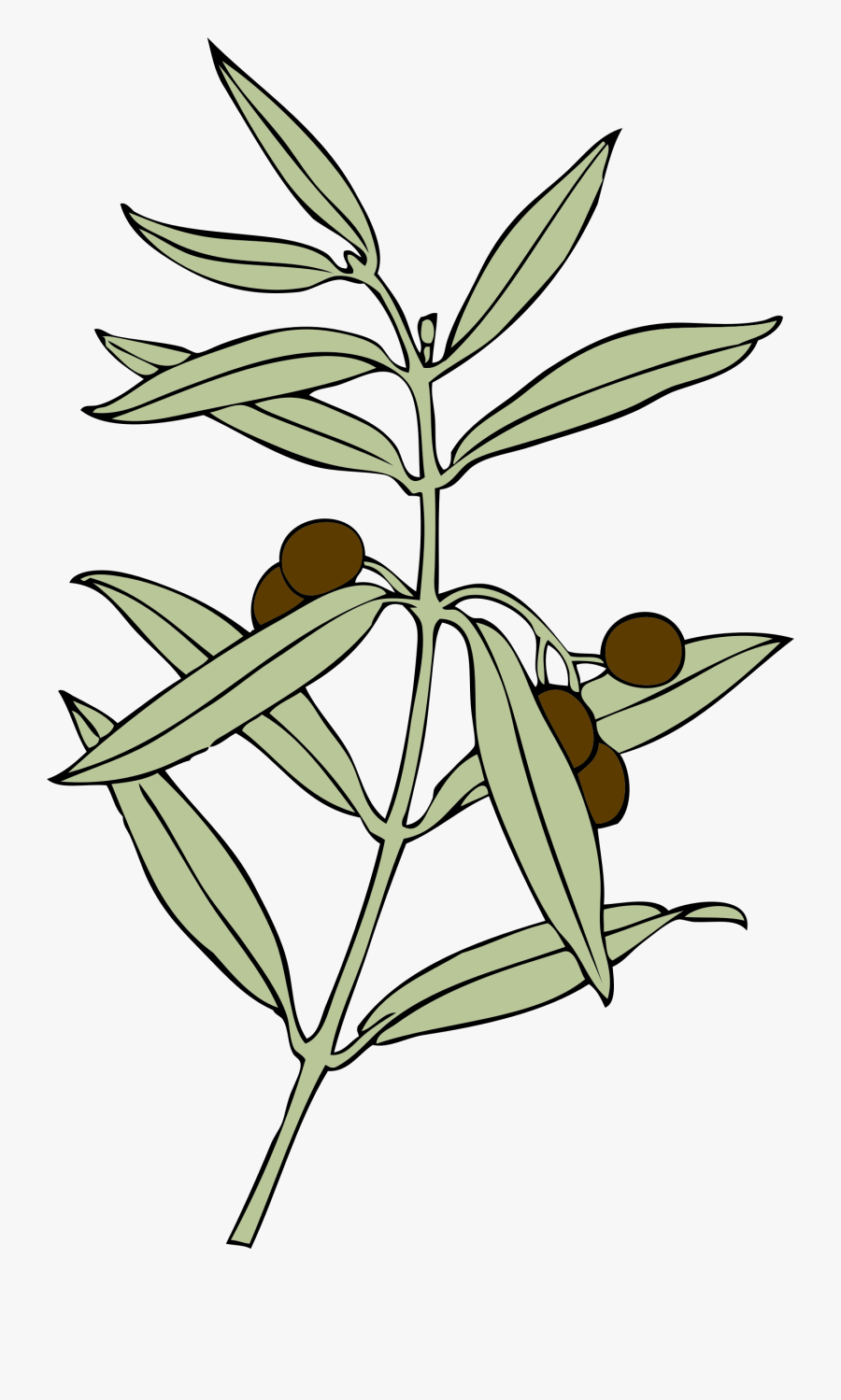 Olive Branch Peace Offering, Transparent Clipart