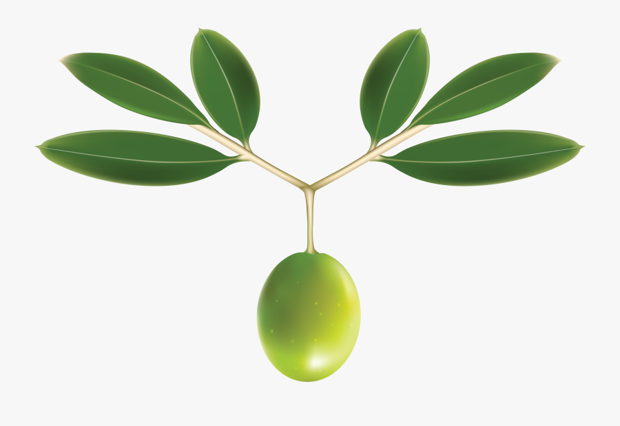 Olive Clipart Transparent Background - Olive Leaf No Background, Transparent Clipart