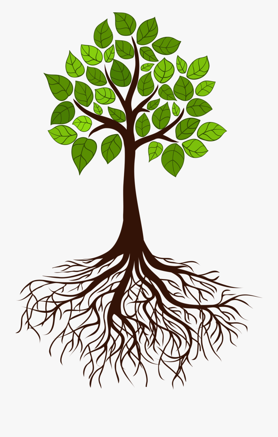 Colleen M - Tree With Roots, Transparent Clipart