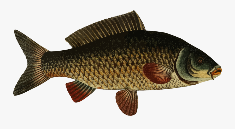 Perch,tilapia,bony Fish - Carp Catfish, Transparent Clipart