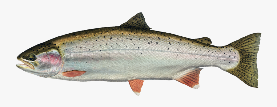 Freshwater Fish Rainbow Trout Animal - Freshwater Fish Png, Transparent Clipart