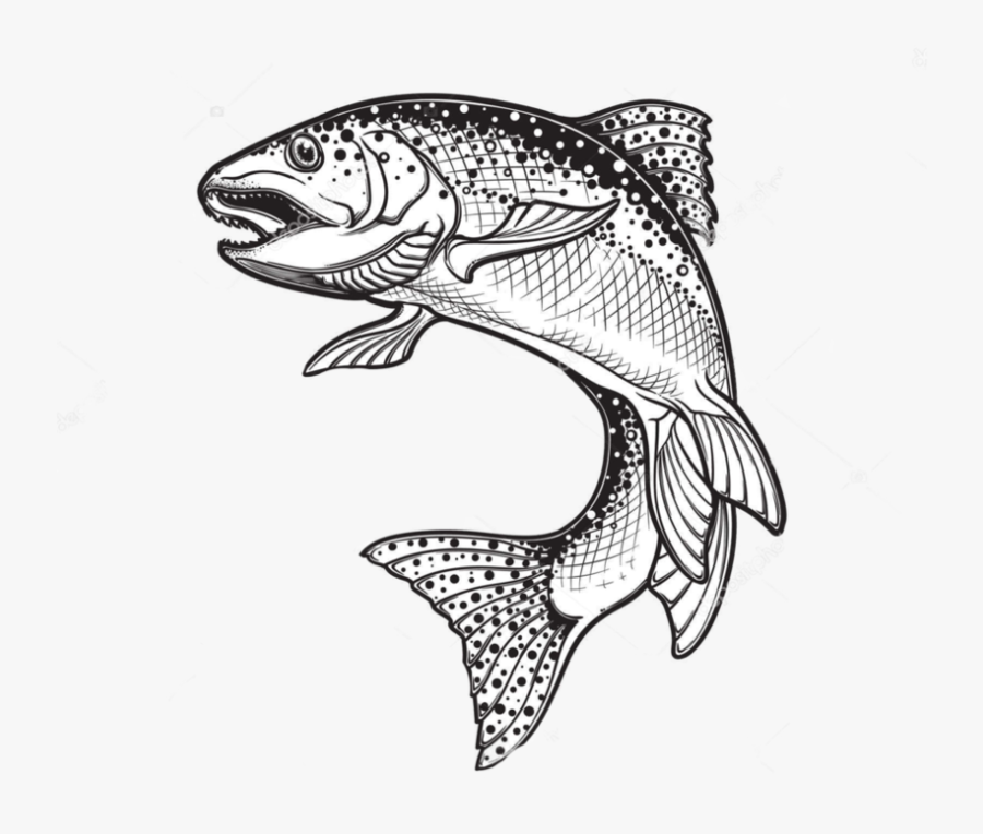 Rainbow Trout Drawing Sketch Vector Graphics Illustration - Drawing Of A Trout, Transparent Clipart