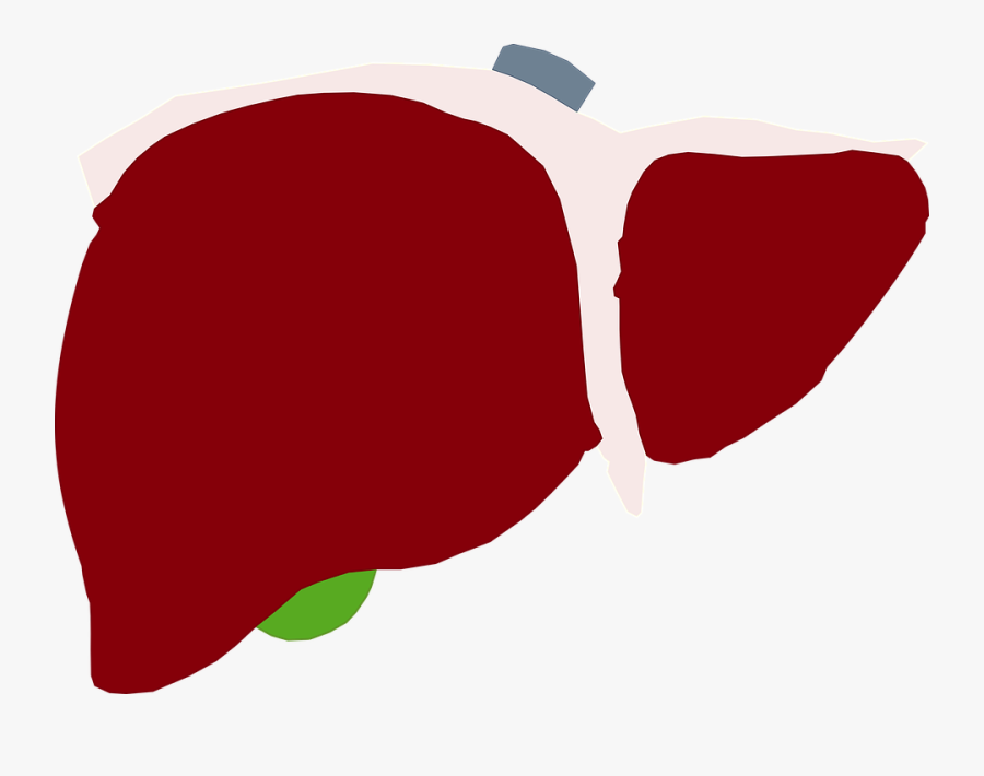 Human Liver, Liver, Red Liver, Heart, Red Heart - Humano Higado Png, Transparent Clipart