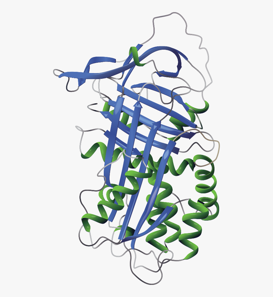 Molly Structure - Structure Of Alpha 1 Antitrypsin Deficiency, Transparent Clipart