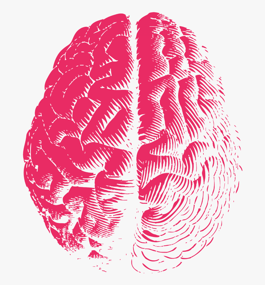 Pink Brain - Drawing , Free Transparent Clipart - ClipartKey