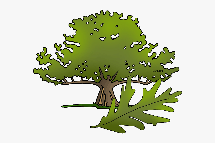 State Tree Of Connecticut - Charter Oak Tree Leaf, Transparent Clipart