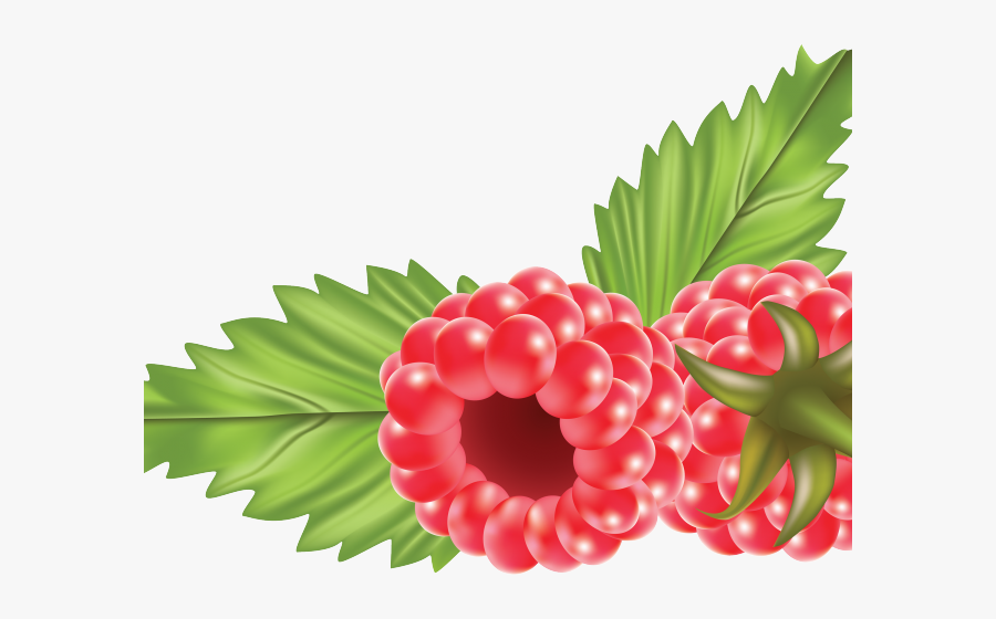 Raspberry Vector, Transparent Clipart