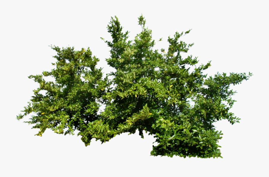 Bush Tree Shrub Free Hd Image - Bush For Photoshop, Transparent Clipart