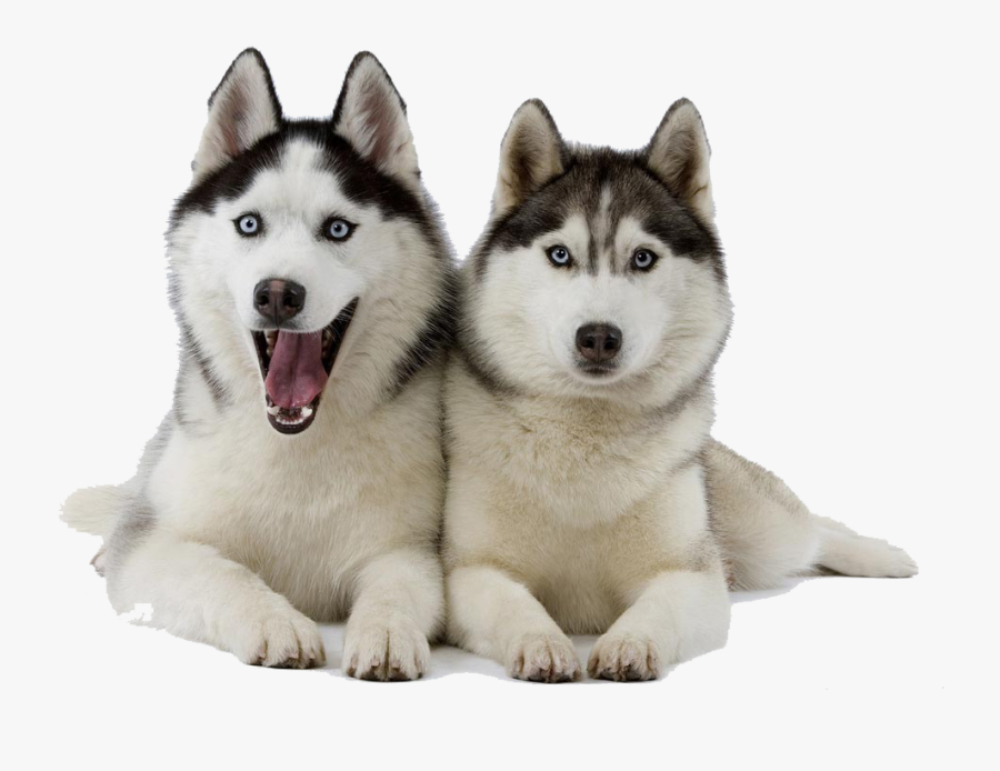 Husky Clipart - Husky Png, Transparent Clipart