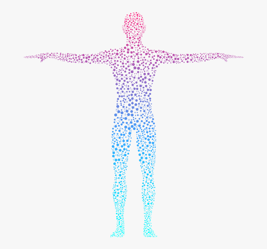 The Human Body - Basic Human Body Illustration, Transparent Clipart