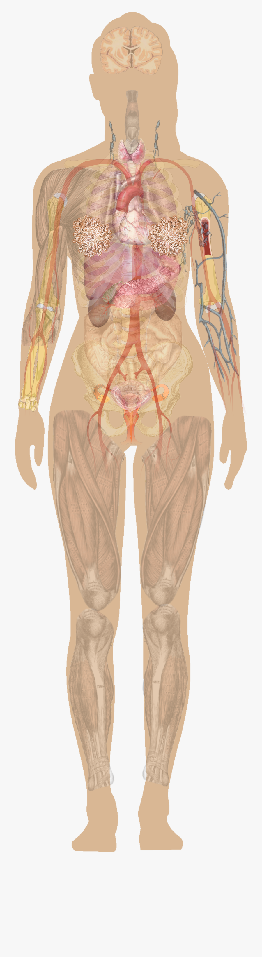 Clip Art Anatomy Pictures Of The Human Body - Structure Of A Woman, Transparent Clipart