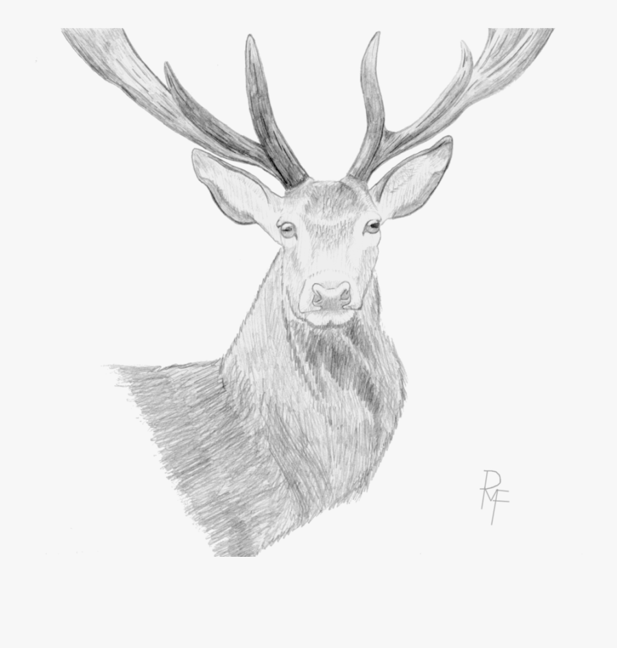 Clip Art Elk Sketch - رسم بالرصاص عن حيوان الرنة, Transparent Clipart