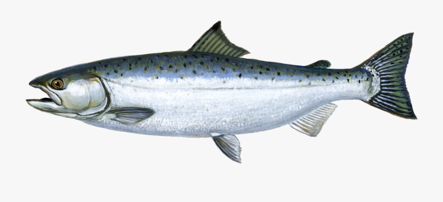 Png Salmon Fish Transparent Salmon Fish Images - Salmon Fish Png, Transparent Clipart