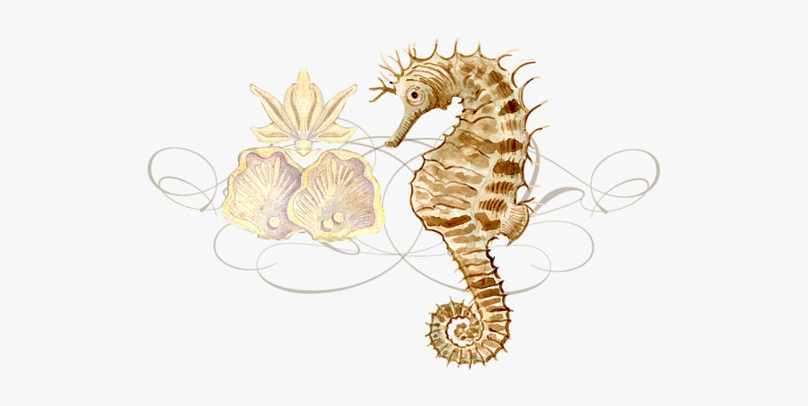 Northern Seahorse, Transparent Clipart