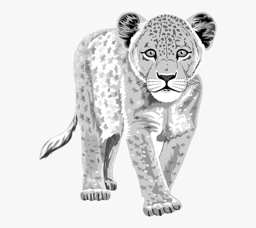 Leopard Clip Art - Snow Leopards Clip Art, Transparent Clipart