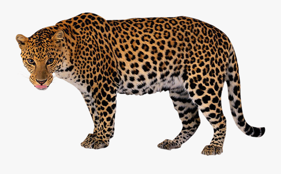 Clip Art Leopard Png - Jaguar Lion Tiger Panther, Transparent Clipart