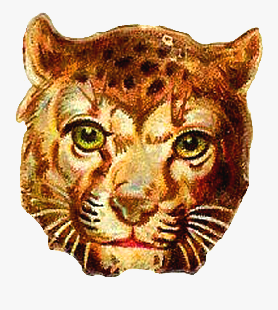 Lion, Transparent Clipart