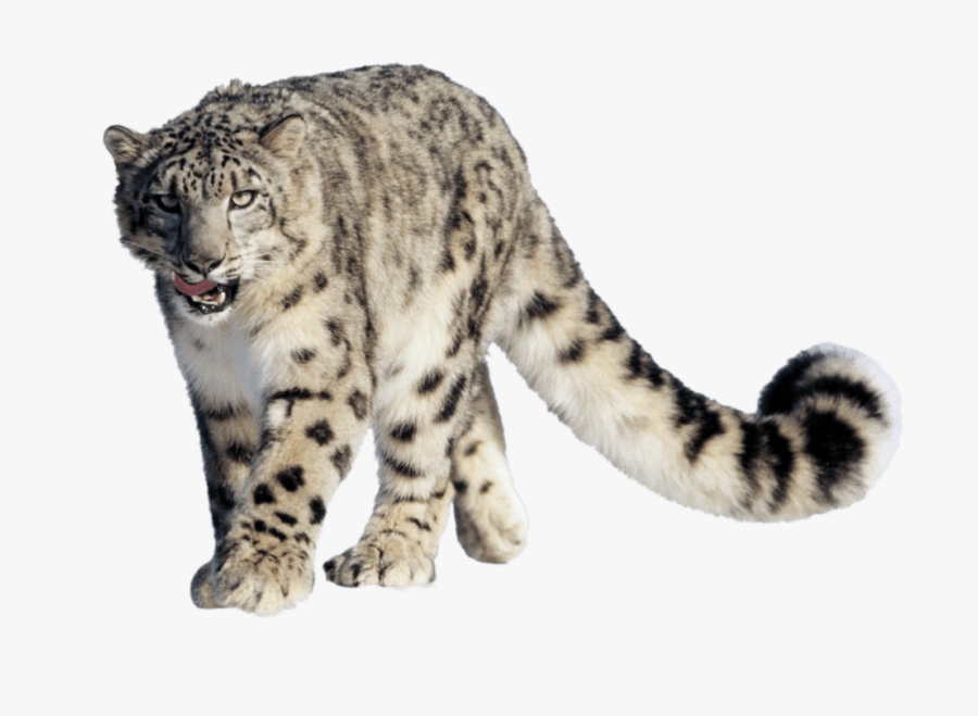 Leopard Snow - Snow Leopard Hemis National Park, Transparent Clipart