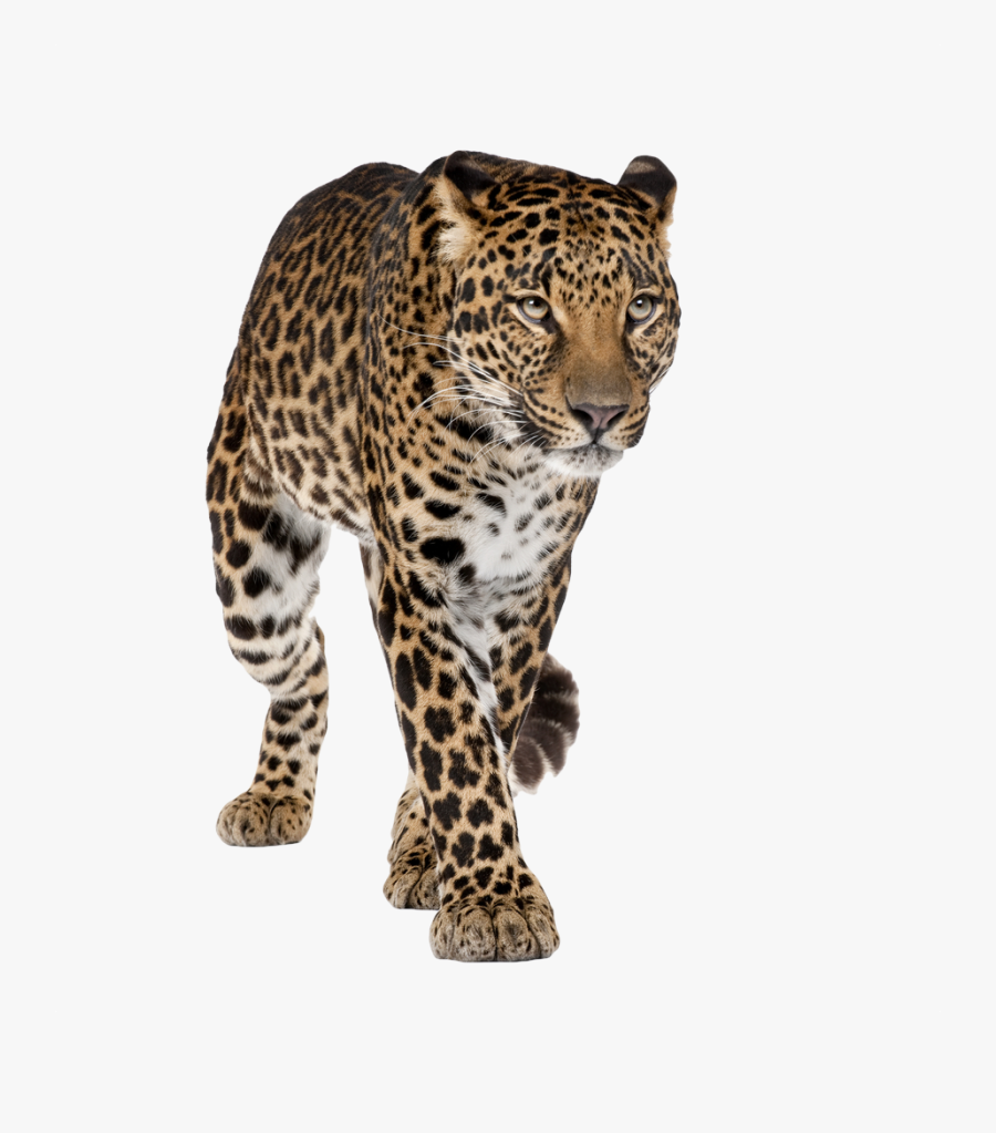 Leopard Transparent Background, Transparent Clipart