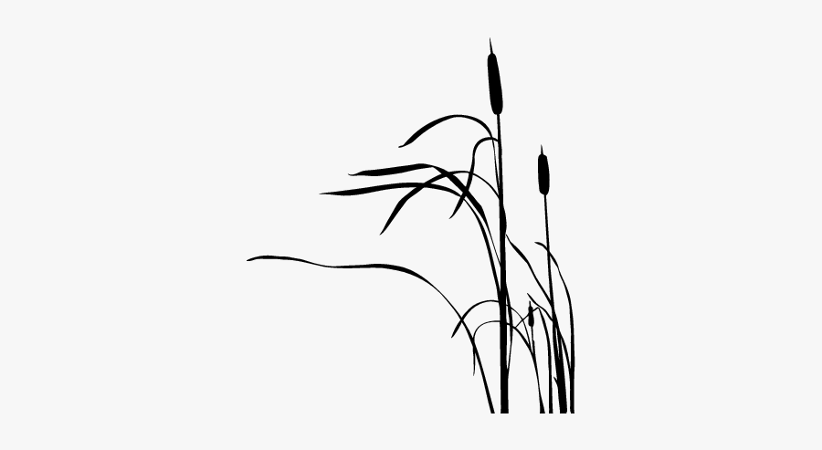 Cattail Drawing Silhouette - Cat Tail Plant Silhouette, Transparent Clipart