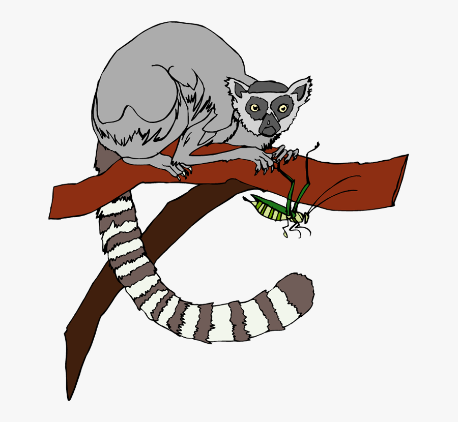 Tail Clipart Lemur - Ring Tailed Lemur Clipart, Transparent Clipart