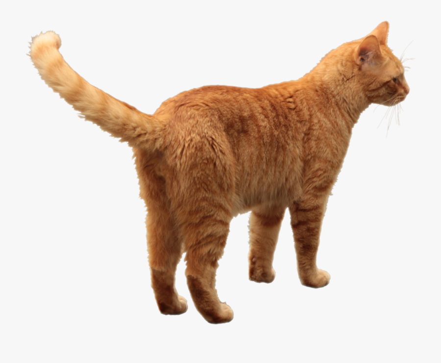 Transparent Orange Tabby Cat Clipart - Cats Png, Transparent Clipart