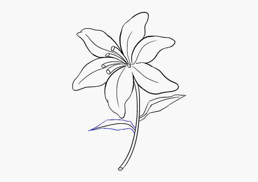 How To Draw An Easter Lily, Step By Step, Flowers, - Easter Lily Easy Drawing, Transparent Clipart