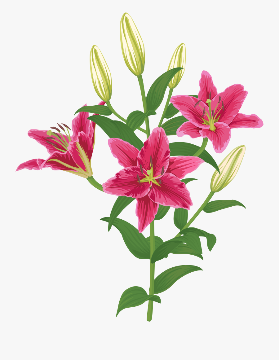 Lilium Flower Transparent Clip Artu200b Gallery Yopriceville, Transparent Clipart