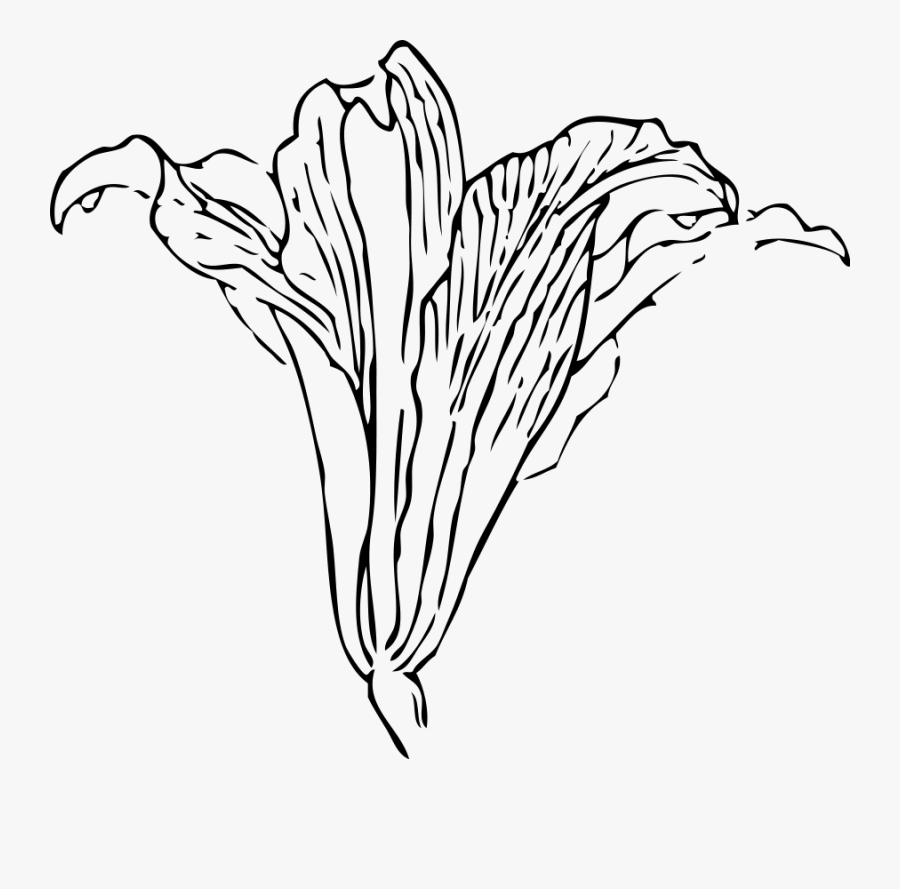 Outline Pictures Easter Lilies - Gray Calla Lily Png, Transparent Clipart