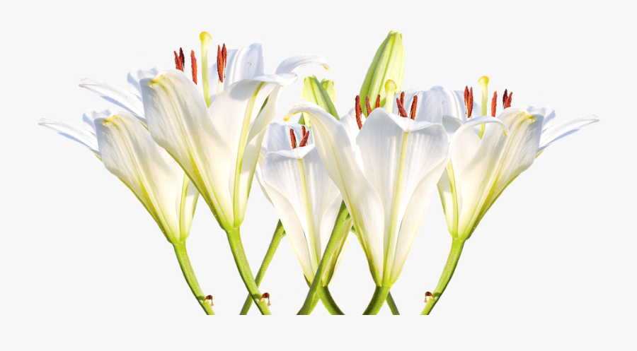 Thank You For Funeral Flowers, Transparent Clipart