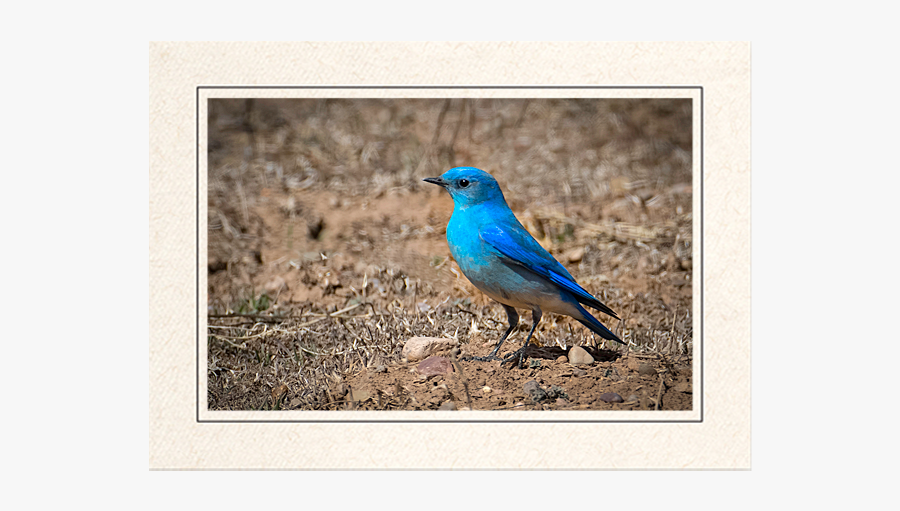 Clip Art Mountain Bluebird Feathered Nest - Indigo Bunting, Transparent Clipart