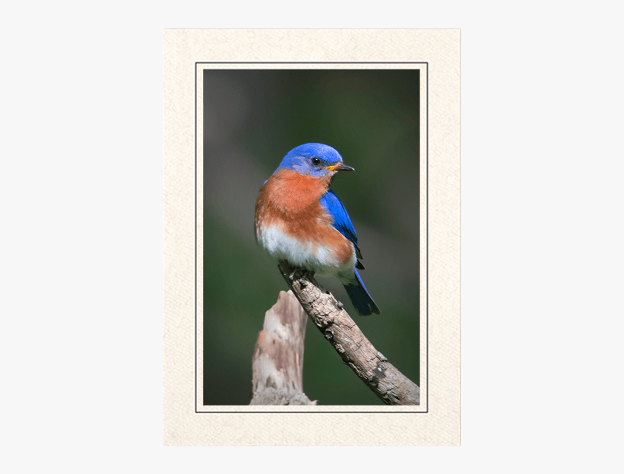 Clip Art Blue Bird With Orange Chest - Eastern Bluebird, Transparent Clipart