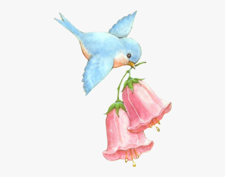 Tubes Birthdays Birds Pinterest - Mountain Bluebird, Transparent Clipart