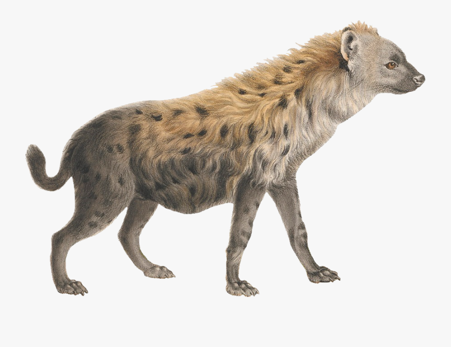 Download Hyena Png Transparent Images Transparent Backgrounds - Hyena Png, Transparent Clipart