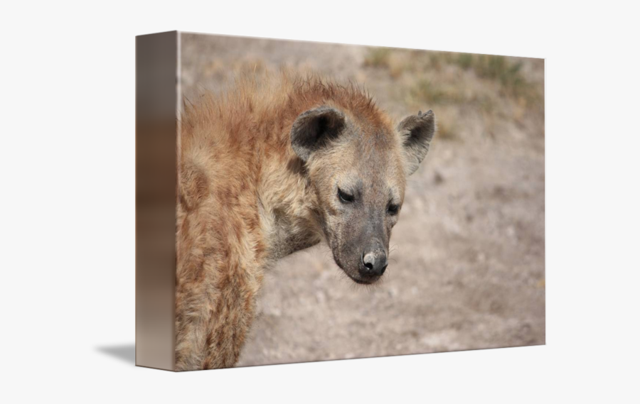 Clip Art Hyena Photography - Spotted Hyena, Transparent Clipart