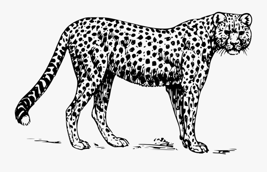 Black And White Png Zoo - Cheetah Black And White, Transparent Clipart